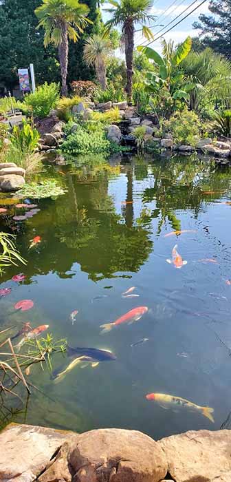 Koi supply 2025 near me